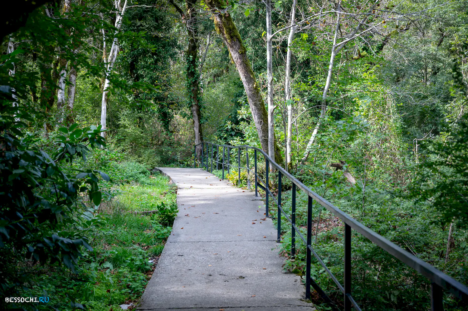 Самшитовая роща