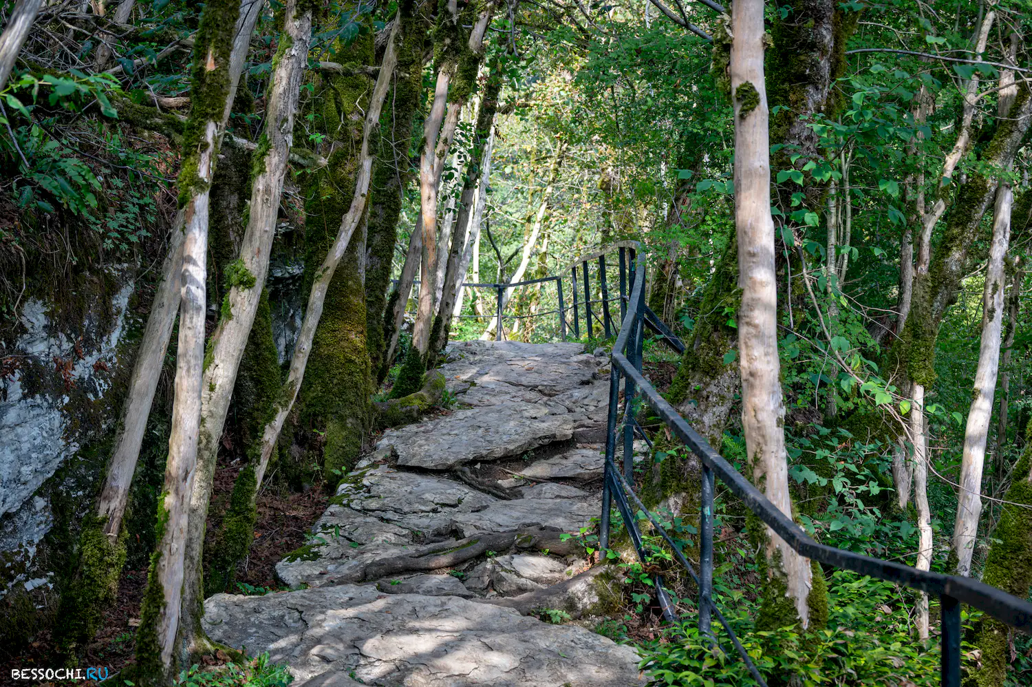 Самшитовая роща