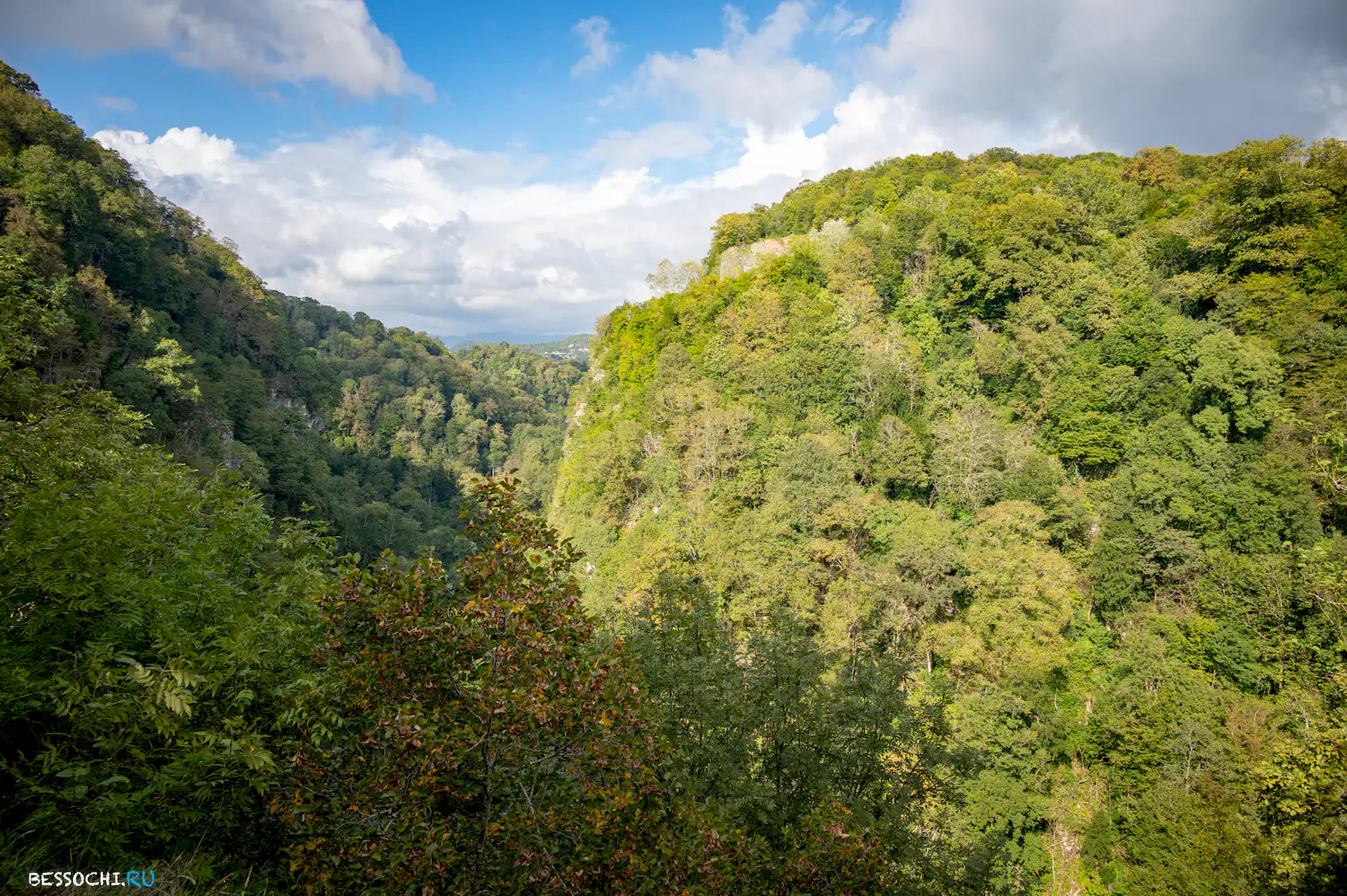 Самшитовая роща