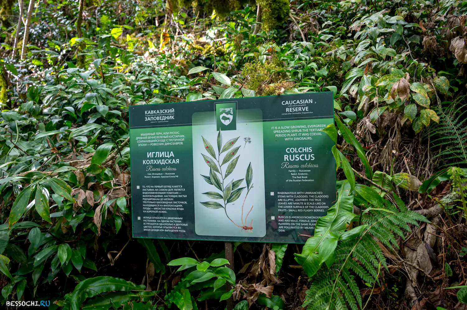 Самшитовая роща