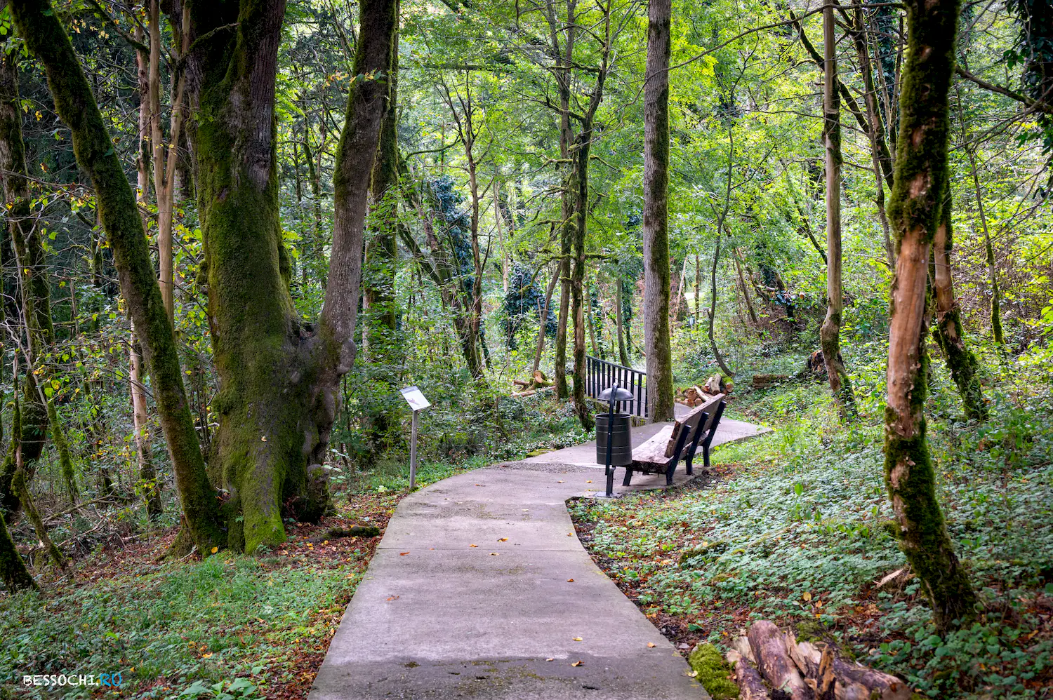 Самшитовая роща