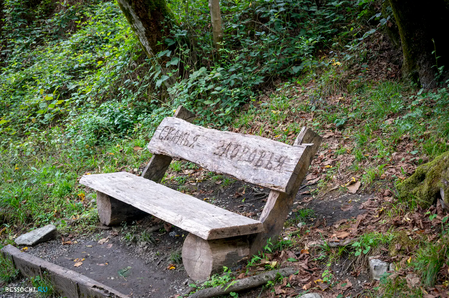 Самшитовая роща