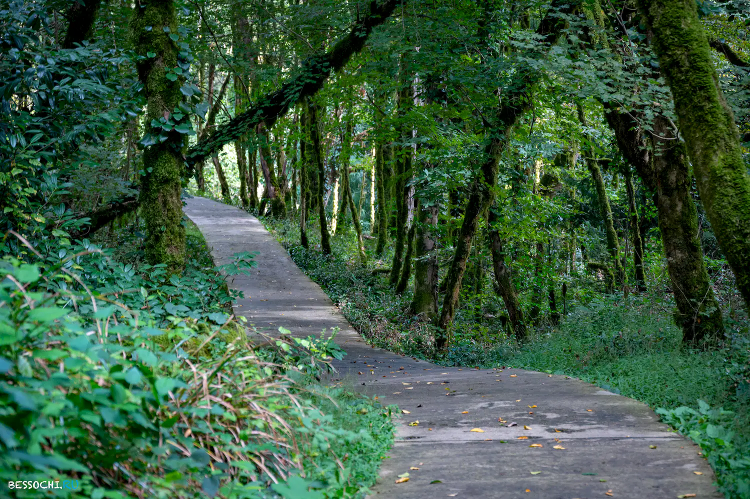 Самшитовая роща